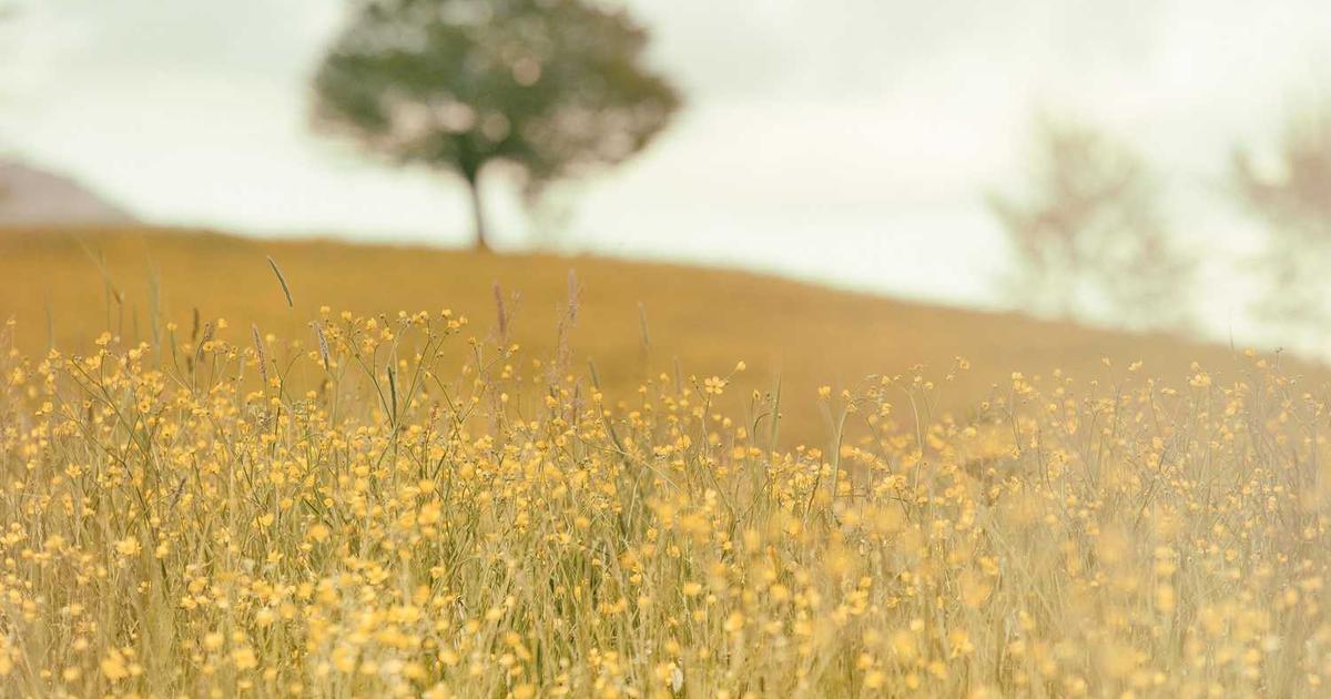 What is Alpaca? - Company Overview & Details