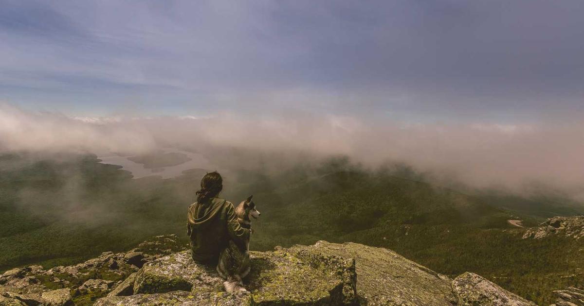 What is Bimaplan? - Company Overview & Details