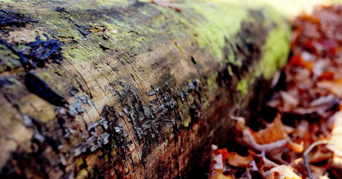 What is Deasie? - Company Overview & Details