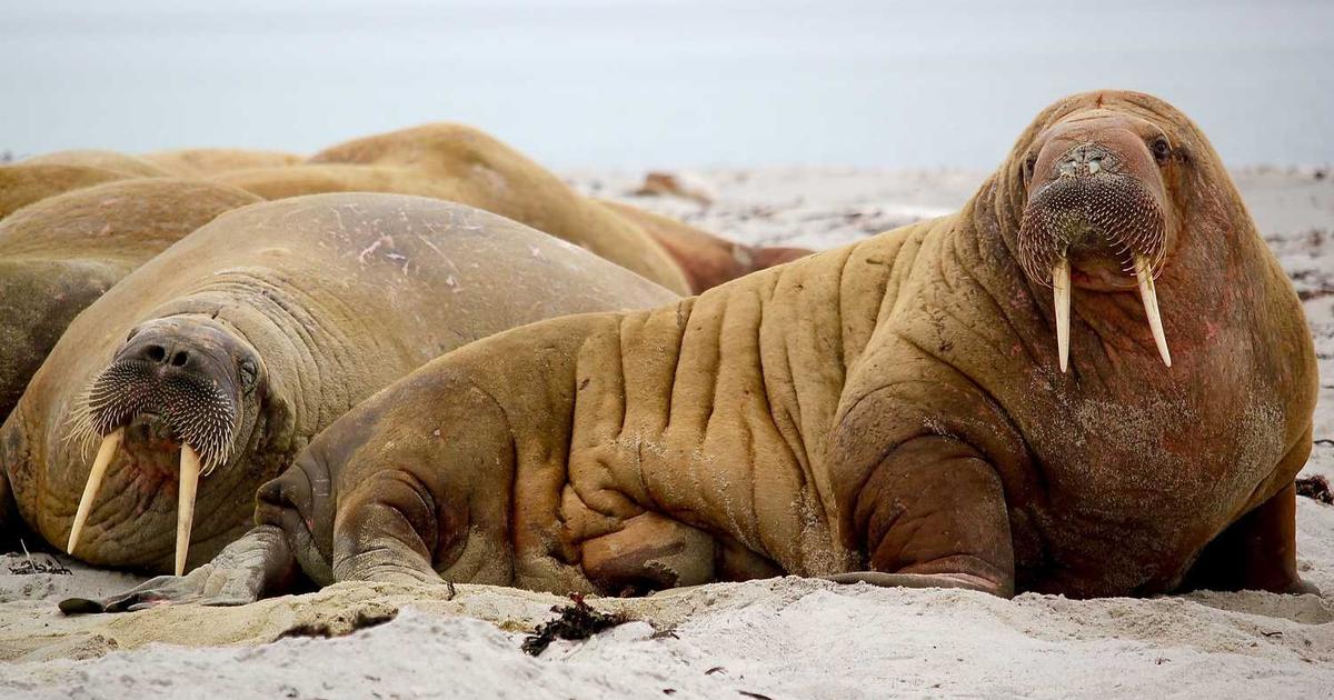 What is Decent? - Company Overview & Details