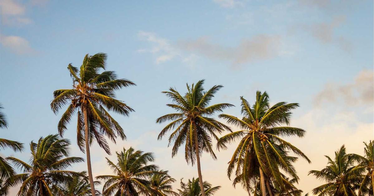 What is Fern? - Company Overview & Details