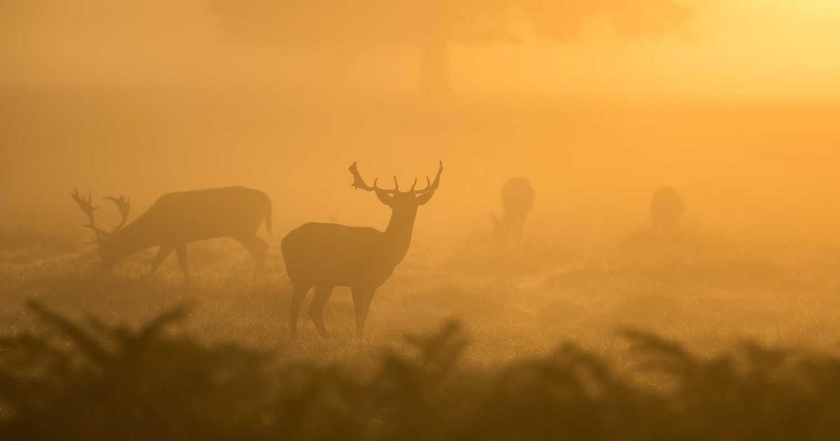 What is Gordian Software (YC W19)? - Company Overview & Details