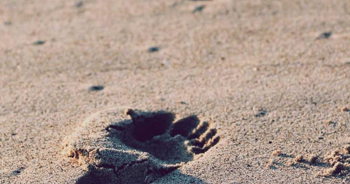 What is Hellosaurus? - Company Overview & Details