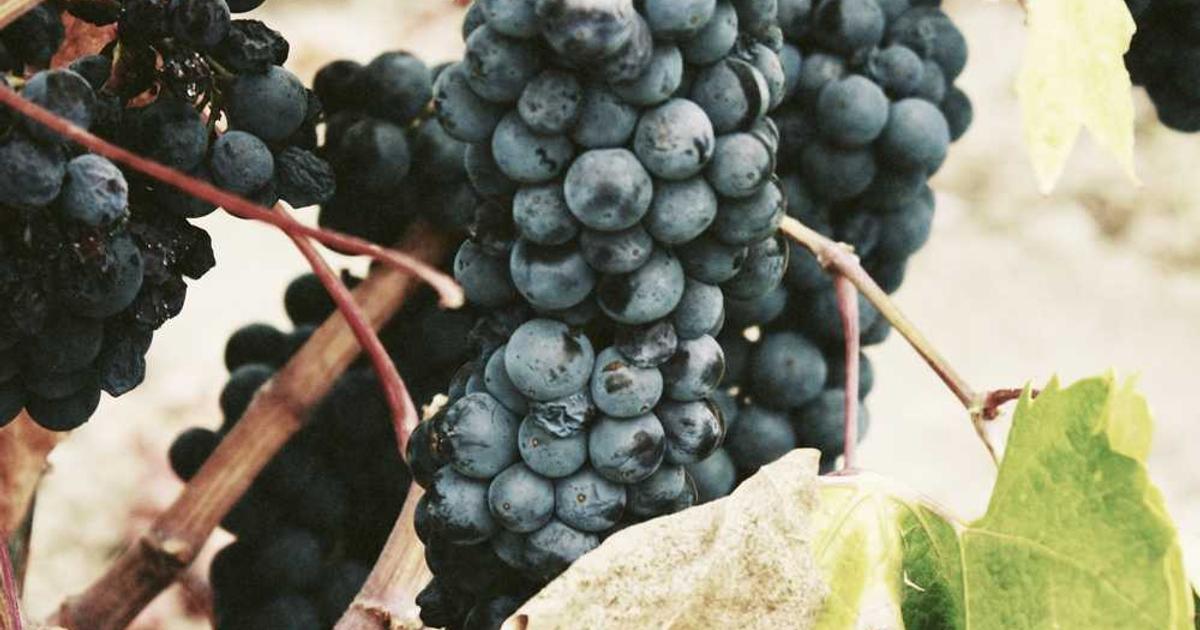 What is highlight.io? - Company Overview & Details