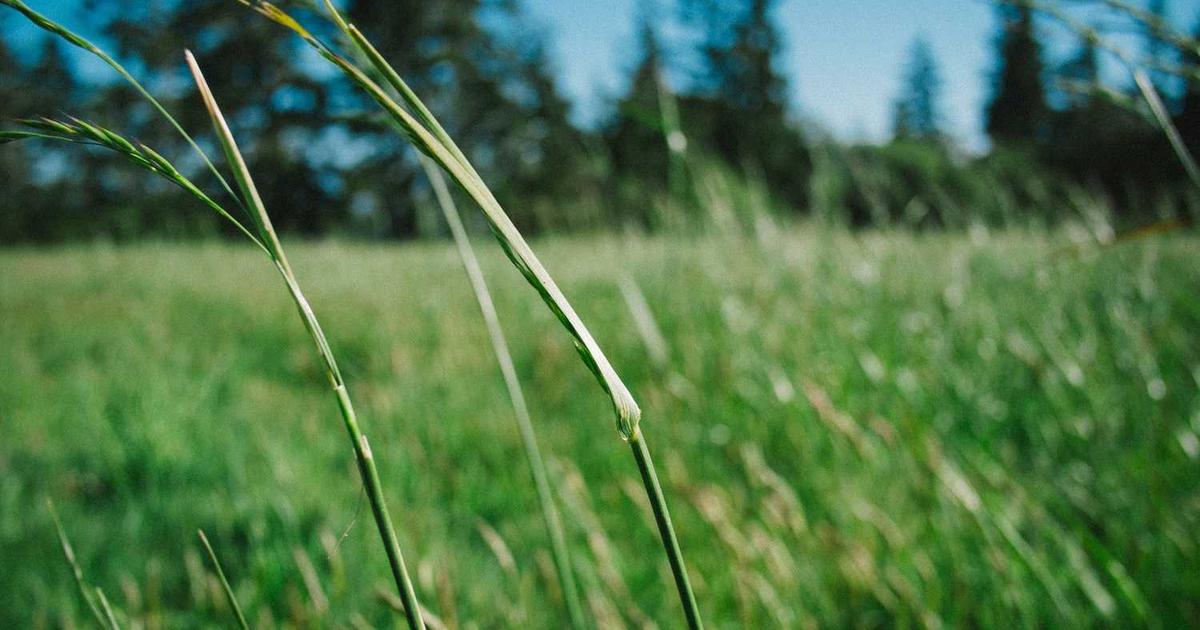 What is Instabug? - Company Overview & Details