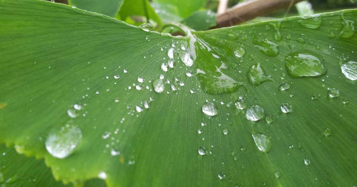 What is Logica? - Company Overview & Details