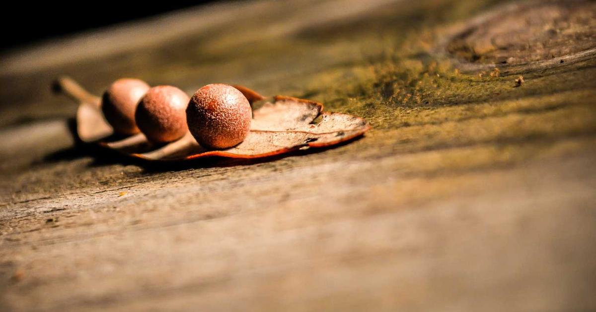 What is MagicBus? - Company Overview & Details