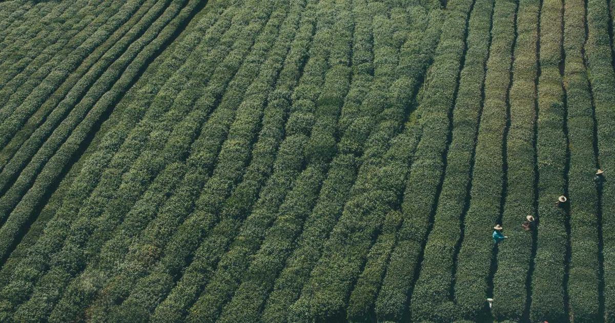 What is Nectar? - Company Overview & Details