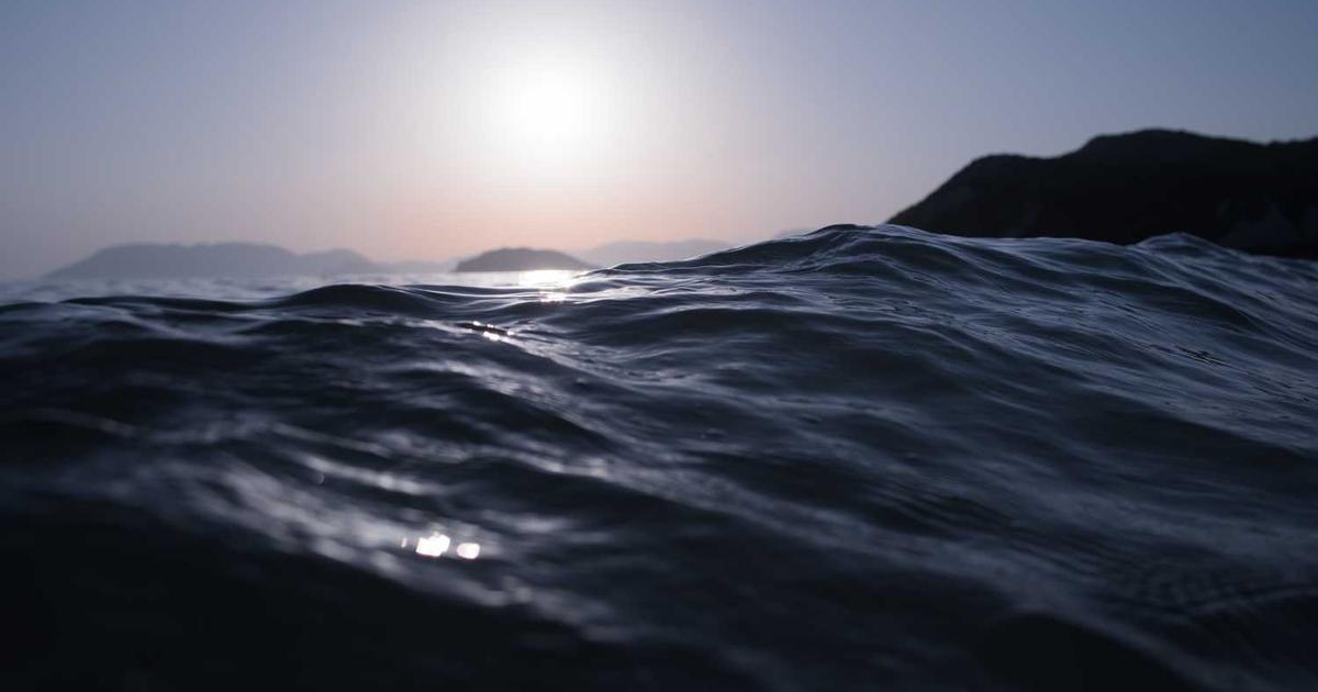 What is Pachama? - Company Overview & Details