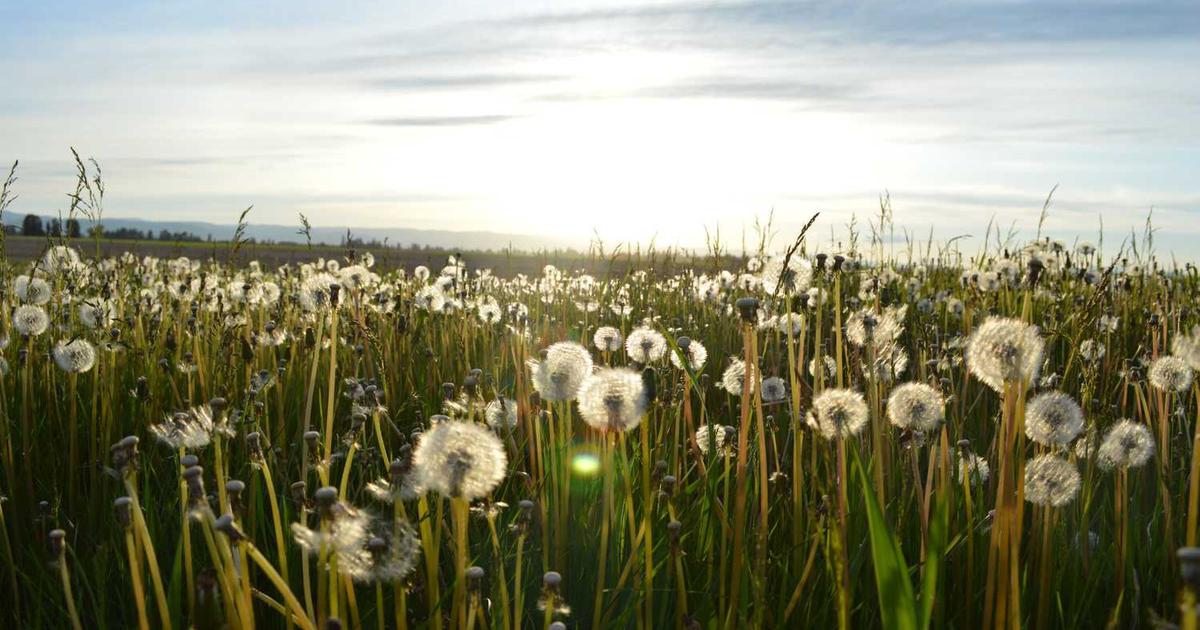 What is Petcube? - Company Overview & Details