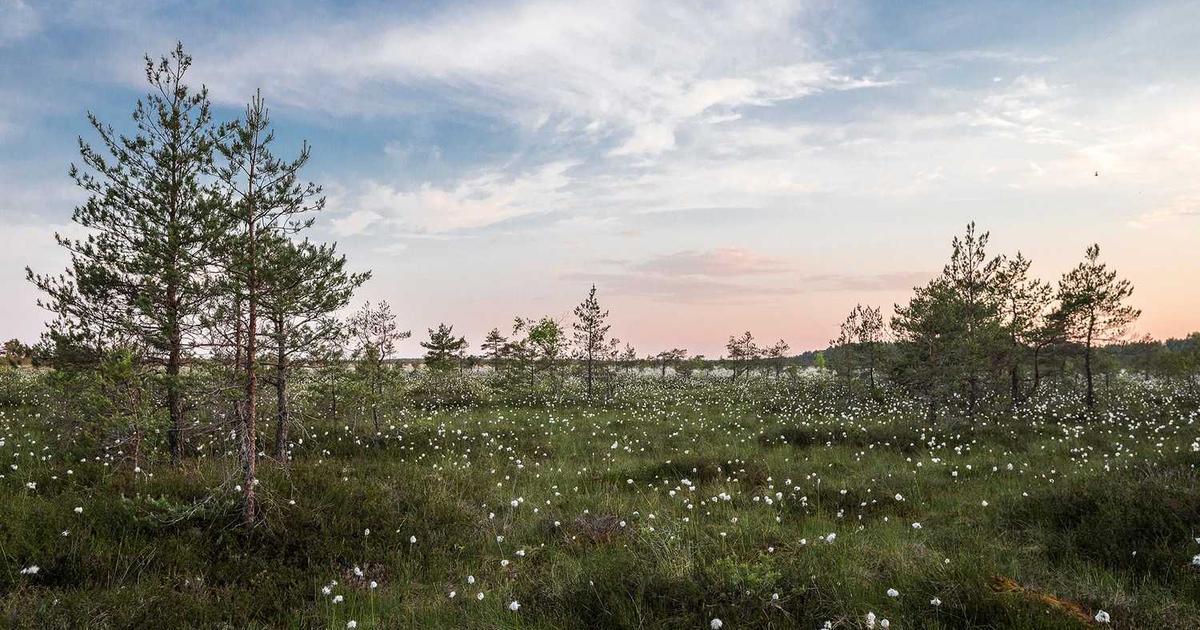 What is Pier Seguradora? - Company Overview & Details