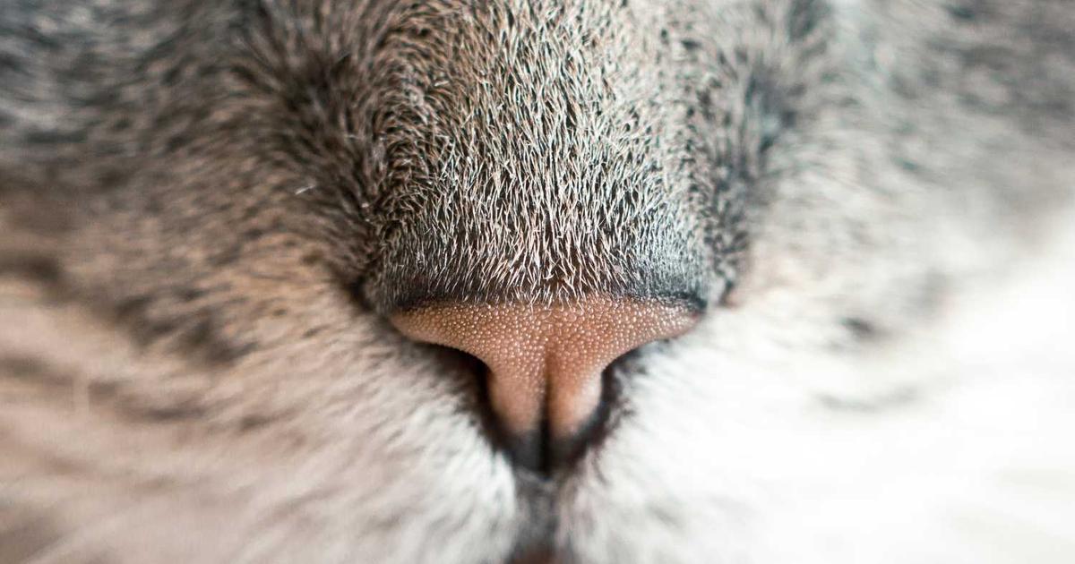 What is Ramani? - Company Overview & Details