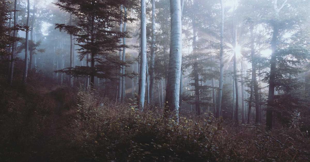 What is Rocketrip? - Company Overview & Details