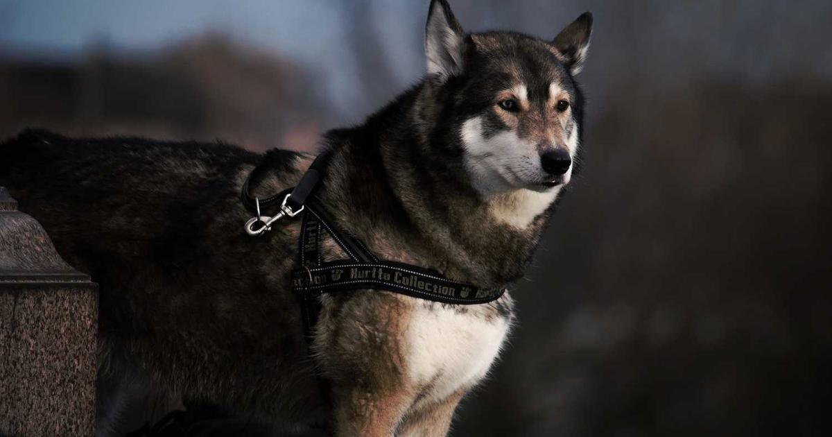 What is Sendo? - Company Overview & Details