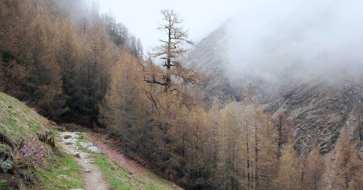 What is Somos? - Company Overview & Details