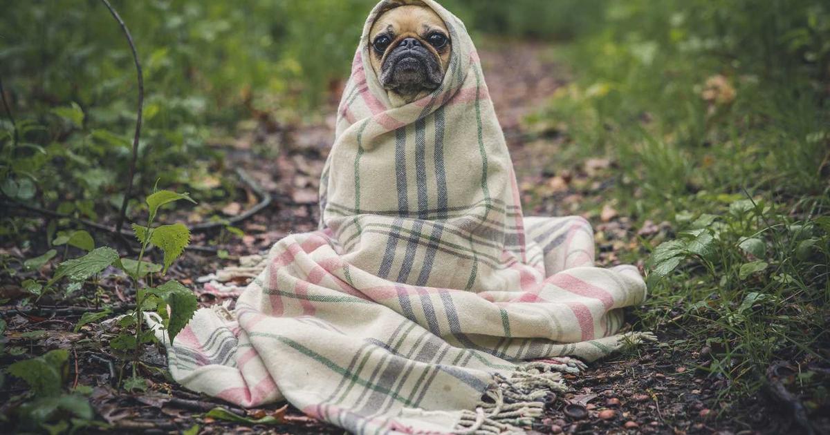 What is SYNVIVIA? - Company Overview & Details