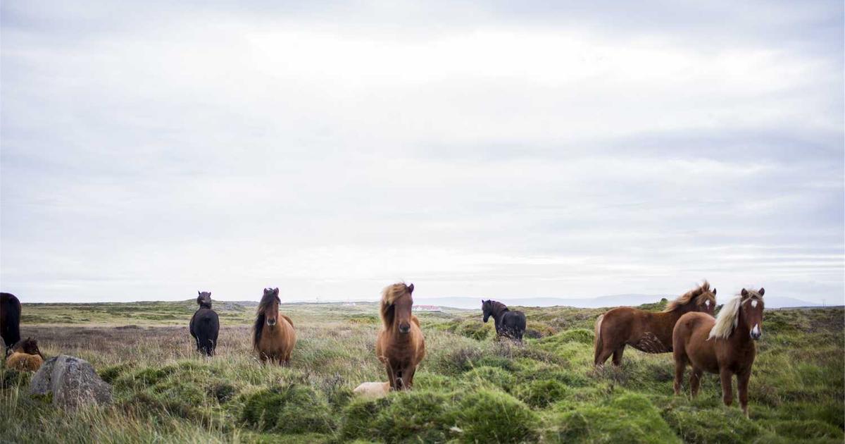 What is Tandem? - Company Overview & Details