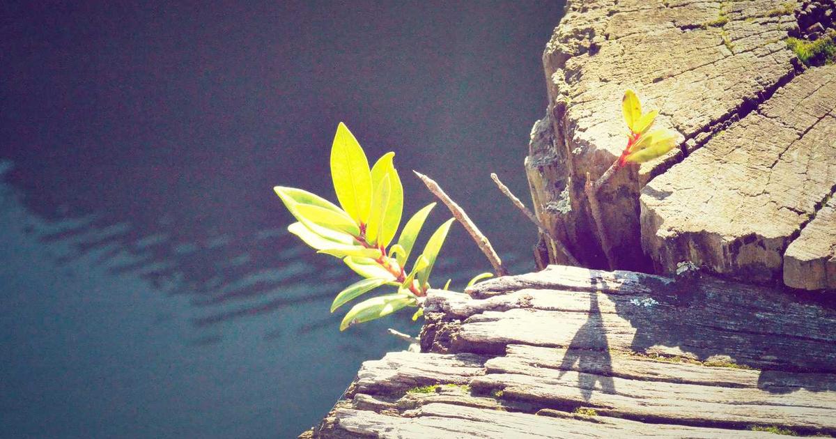 What is Terminal? - Company Overview & Details