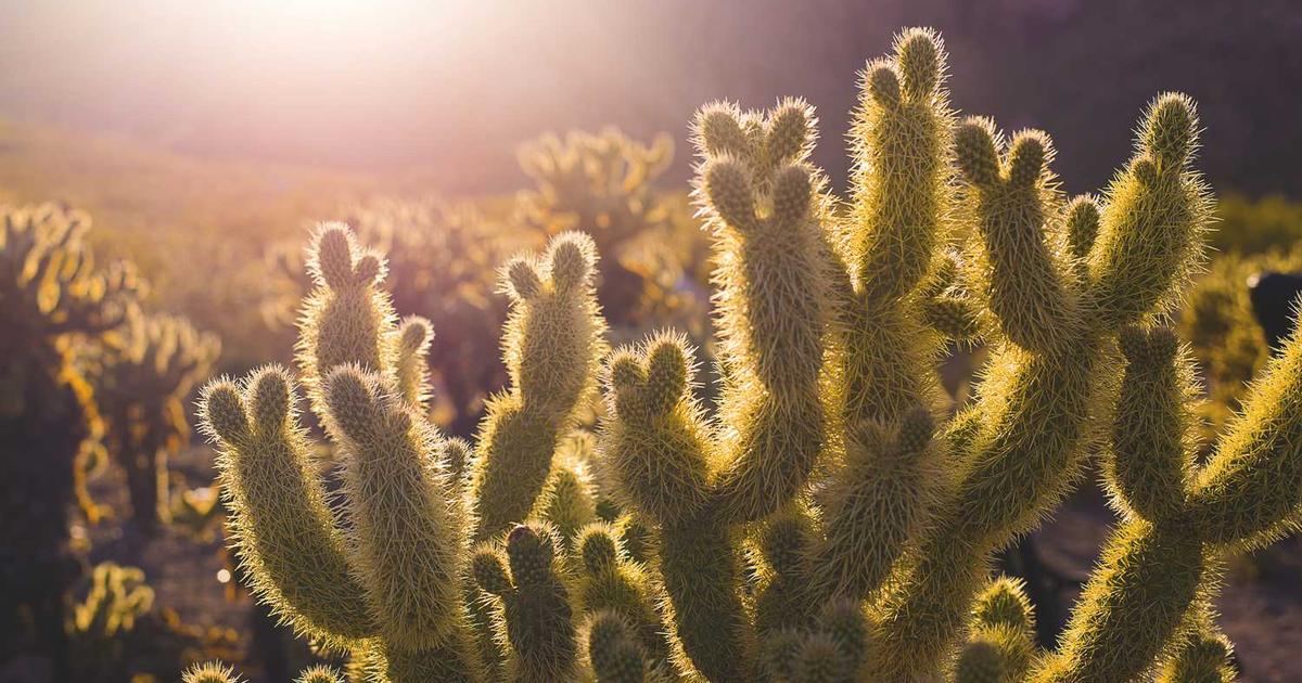 What is Upgraded? - Company Overview & Details