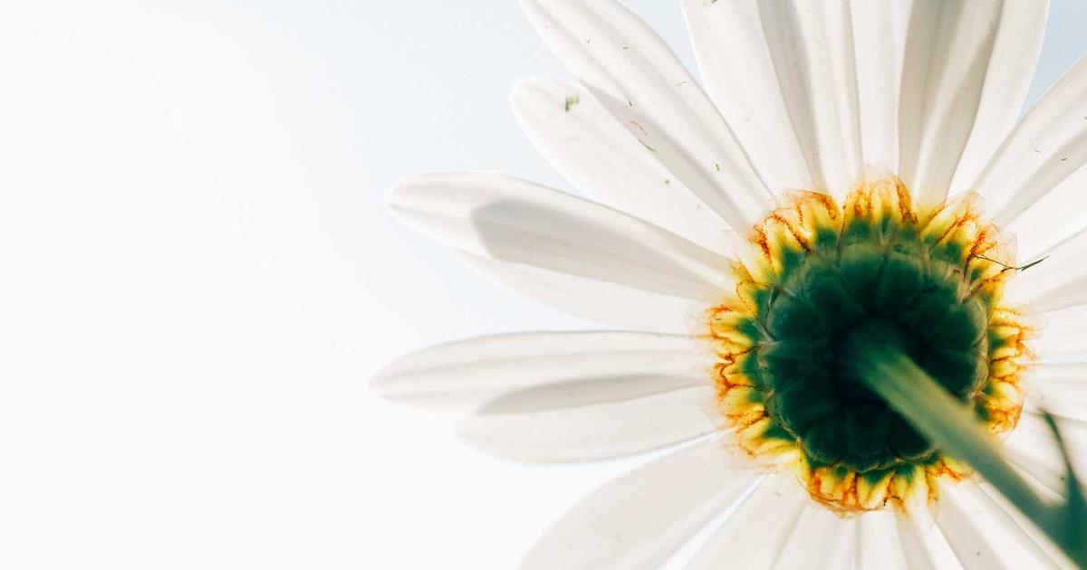 What is VELLUM? - Company Overview & Details