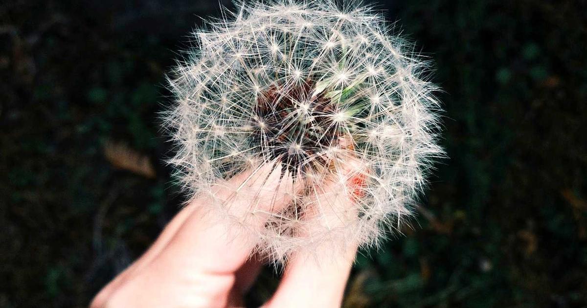 What is Whatnot? Company Overview & Detailed Insights