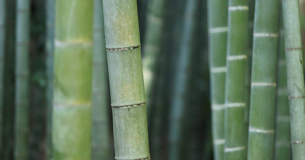 What is Zepto? - Company Overview & Details